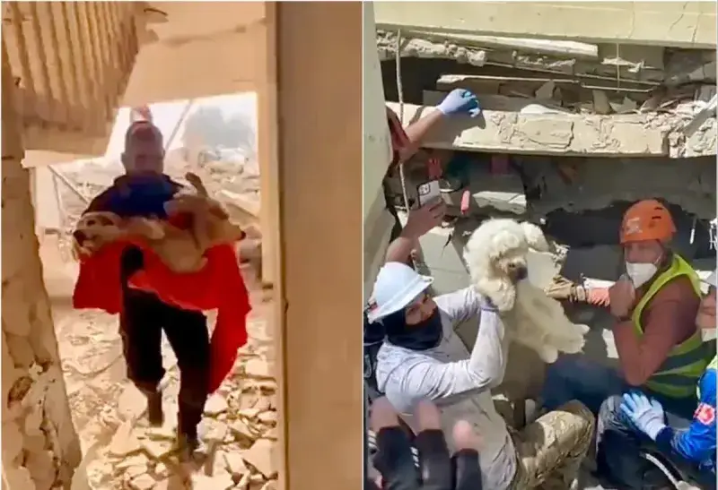 648 mascotas han sido rescatadas tras los terremotos en Venezuela