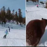 
			VIDEO: Un intrépido oso sale de la nada y atraviesa una pista de esquí abarrotada de gente		