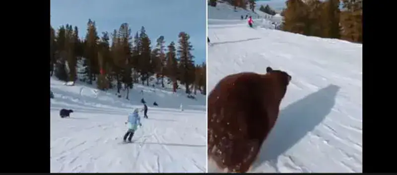 VIDEO: Un intrépido oso sale de la nada y atraviesa una pista de esquí abarrotada de gente