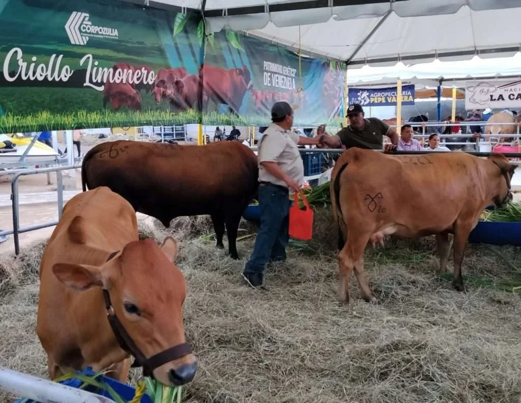Criollo limonero: una raza en riesgo y con 10 litros diarios