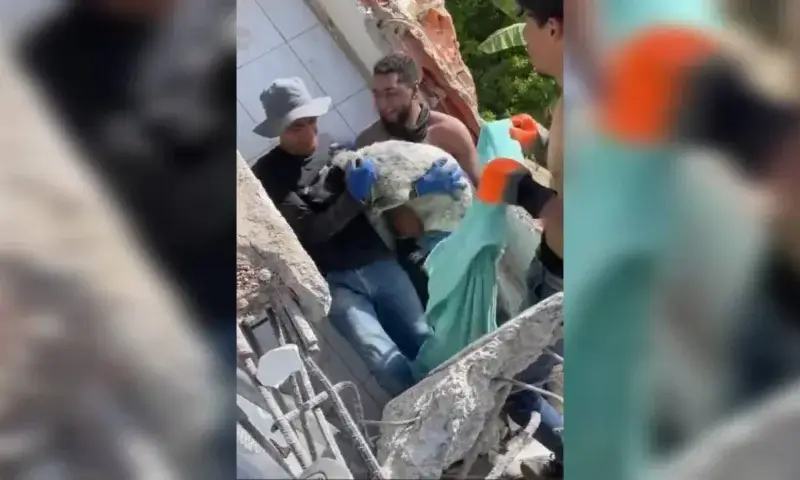 Perro rescatado tras casi tres semanas bajo escombros en Caraballeda