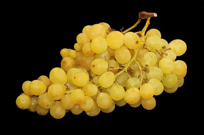 File:Raisin Italia - 4.jpg