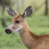 File:Femea Cervo do Pantanal Perfil.jpg