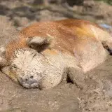 File:Domesticated farm pig lying in the mud head covered in dry earth under the sun in Don Det Laos.jpg