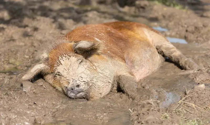 File:Domesticated farm pig lying in the mud head covered in dry earth under the sun in Don Det Laos.jpg