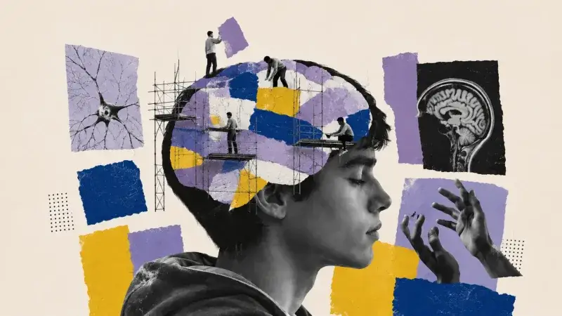 Así madura el cerebro adolescente y por qué cambia por fases