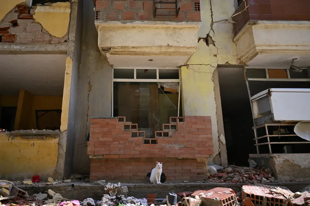 Mascotas también quedan atrapadas tras los sismos en Venezuela