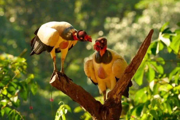 Dos zopilotes rey interactúan en Costa Rica