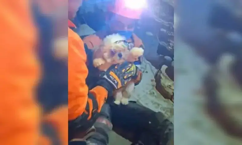 Un perro sobrevive 96 horas bajo escombros en Caraballeda