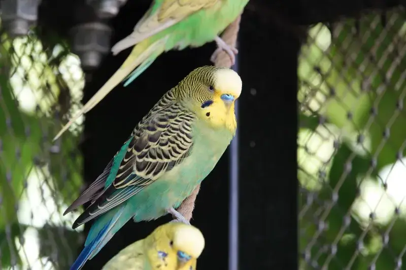 Vibrant budgerigars perched on a branch inside a cage, showcasing their colorful plumage in Anif, Salzburg.