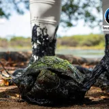 Derrames petroleros, una trampa mortal para los animales en el Lago de Maracaibo
