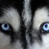 
			¿Por qué la mayoría de los perros tienen los ojos castaños?		