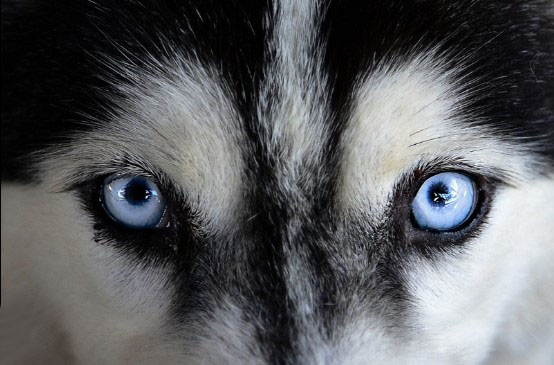 ¿Por qué la mayoría de los perros tienen los ojos castaños?