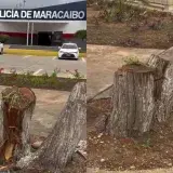 Denuncian la tala de cinco cujíes en la Vereda del Lago