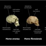 File:Comparison of skull features of Homo naledi and other early human species.jpg