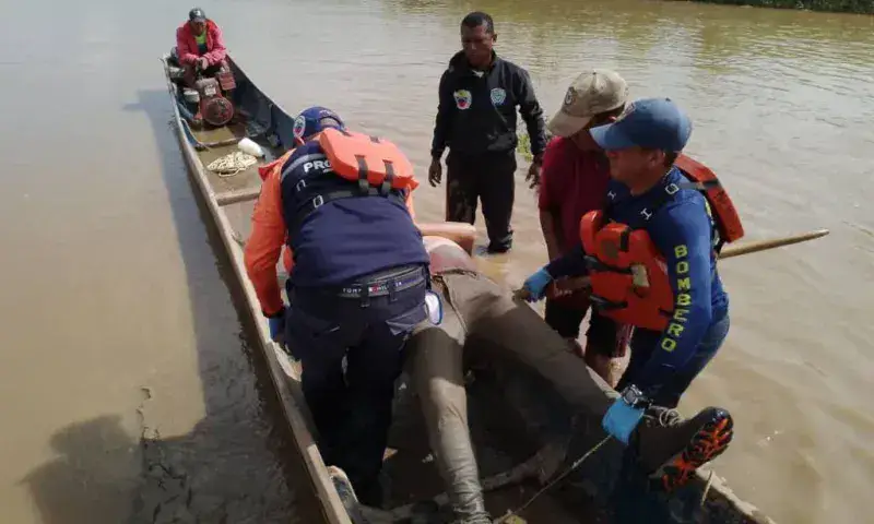 Hallan cadáver del chofer que cayó con su vehículo al río Zulia