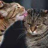 Un estudio en 53 hogares muestra que el acicalamiento entre gatos no siempre es amistad