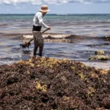 Sargazo amenaza pesca y biodiversidad en costas de Sucre y Falcón