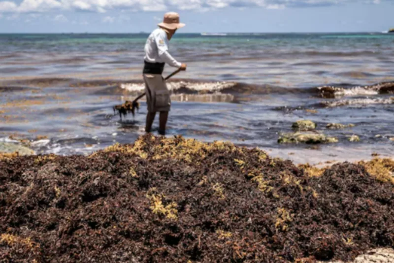 Sargazo amenaza pesca y biodiversidad en costas de Sucre y Falcón