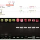 File:Apple Genome LTR Red Phenotype.png