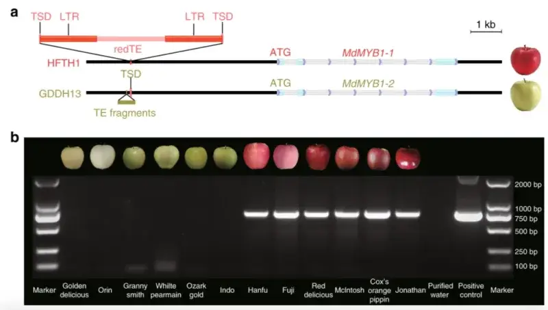 File:Apple Genome LTR Red Phenotype.png