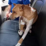 "Coqui" necesita $ 200 para una operación