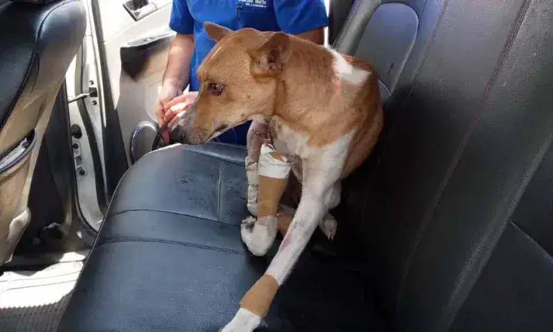 "Coqui" necesita $ 200 para una operación