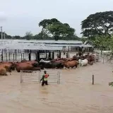 Ganaderos en alerta por posible ruptura del dique del río Catatumbo