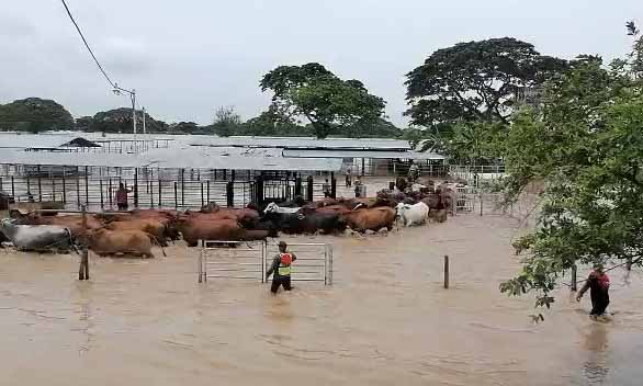Ganaderos en alerta por posible ruptura del dique del río Catatumbo