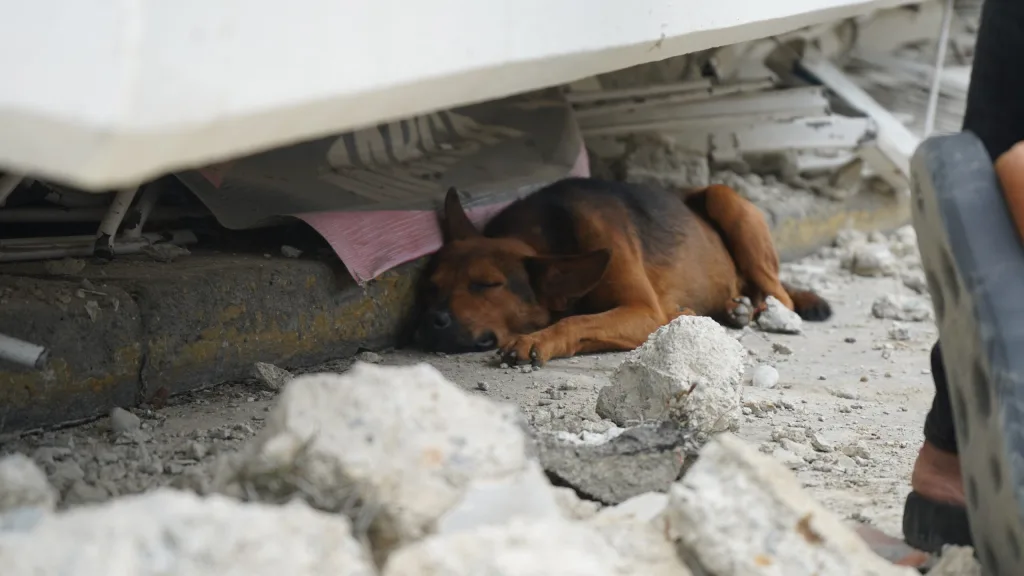 Carayaca sigue desasistida tras el terremoto y vecinos cargan con rescates y duelo
