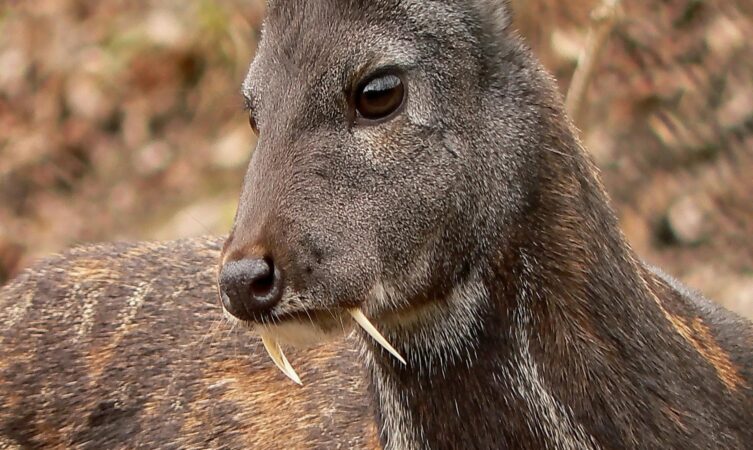 
			El ciervo vampiro | Una curiosa especie afgana en peligro		
