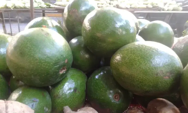 Productores de aguacate exigen financiamiento ante El Niño