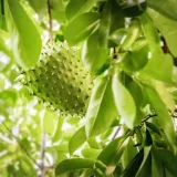 Té de hoja de guanábana: usos tradicionales y precauciones