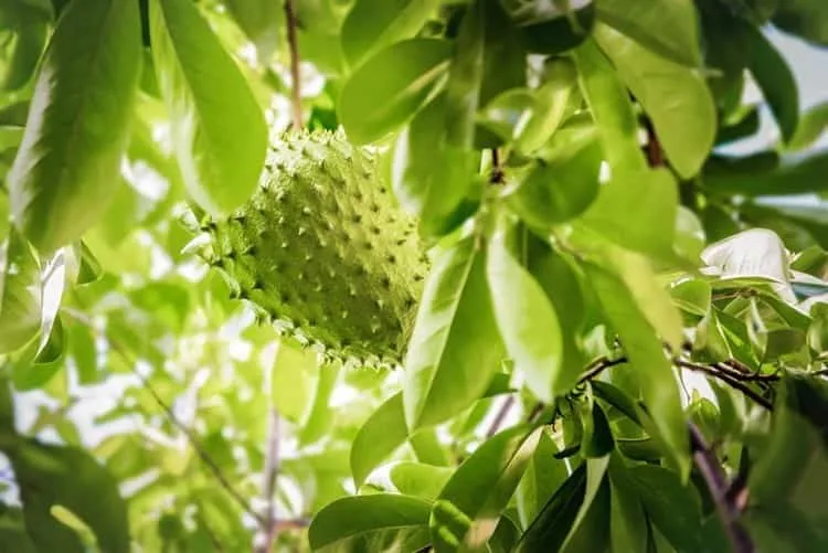 Té de hoja de guanábana: usos tradicionales y precauciones
