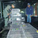 Incautaron 89 animales exóticos en Parque Caiza