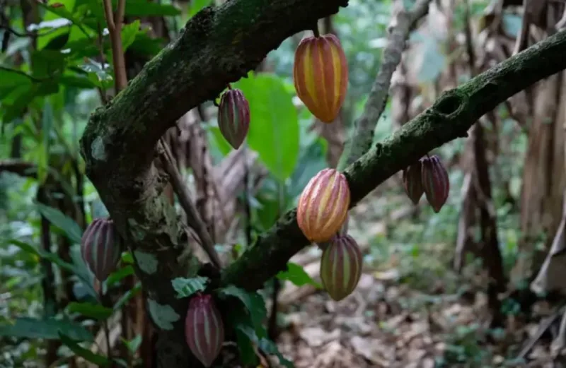 Venezuela podría sumar más de un millón de hectáreas de cacao, según la OICC