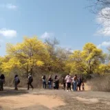 
				Corzutur desplegó visitas en el Jardín Botánico para apreciar florecimiento de los curarires			