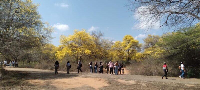 Corzutur desplegó visitas en el Jardín Botánico para apreciar florecimiento de los curarires
