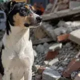 Recolectan más de 700 kilos para mascotas en La Guaira