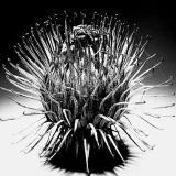 Anti-aging, wound-healing potential found in an invasive weed