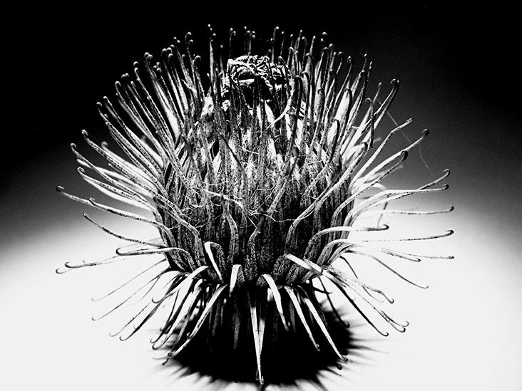 Anti-aging, wound-healing potential found in an invasive weed