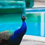 Vibrant peacock standing by a pool in San Felipe, Yaracuy, Venezuela.