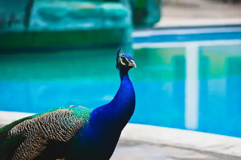 Vibrant peacock standing by a pool in San Felipe, Yaracuy, Venezuela.