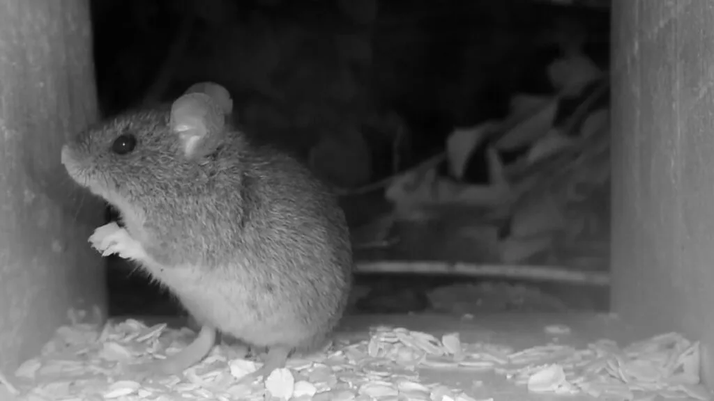 Julio Castro ve improbable un brote masivo de Hantavirus