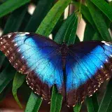 Unallamativa mariposa morfo azul descansando sobre hojas verdes exuberantes, mostrando sus colores vivos.