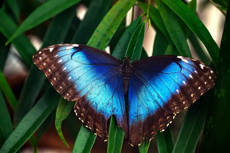 Unallamativa mariposa morfo azul descansando sobre hojas verdes exuberantes, mostrando sus colores vivos.