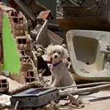 Perros y gatos de Caracas y La Guaira reciben atención gratis tras el sismo