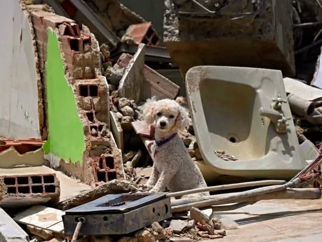 Perros y gatos de Caracas y La Guaira reciben atención gratis tras el sismo