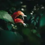 A vibrant red shrimp plant (Justicia brandegeeana) in a lush garden, highlighting its unique structure and vivid color.