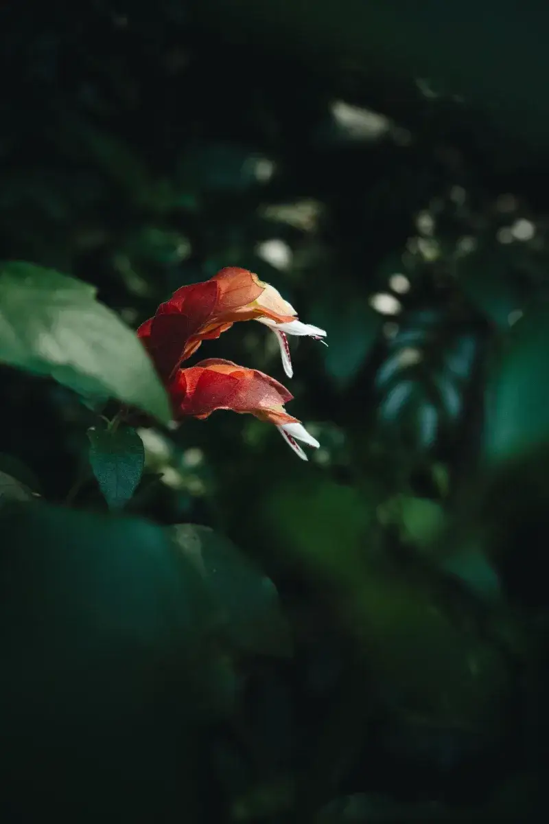 A vibrant red shrimp plant (Justicia brandegeeana) in a lush garden, highlighting its unique structure and vivid color.